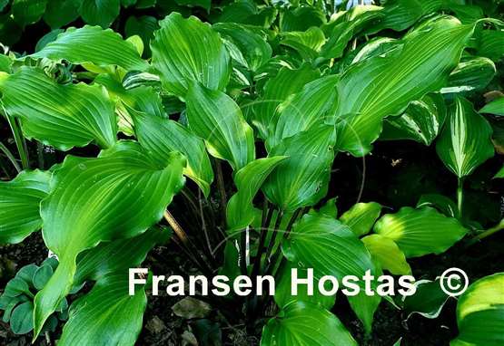 Hosta Fire Dance 